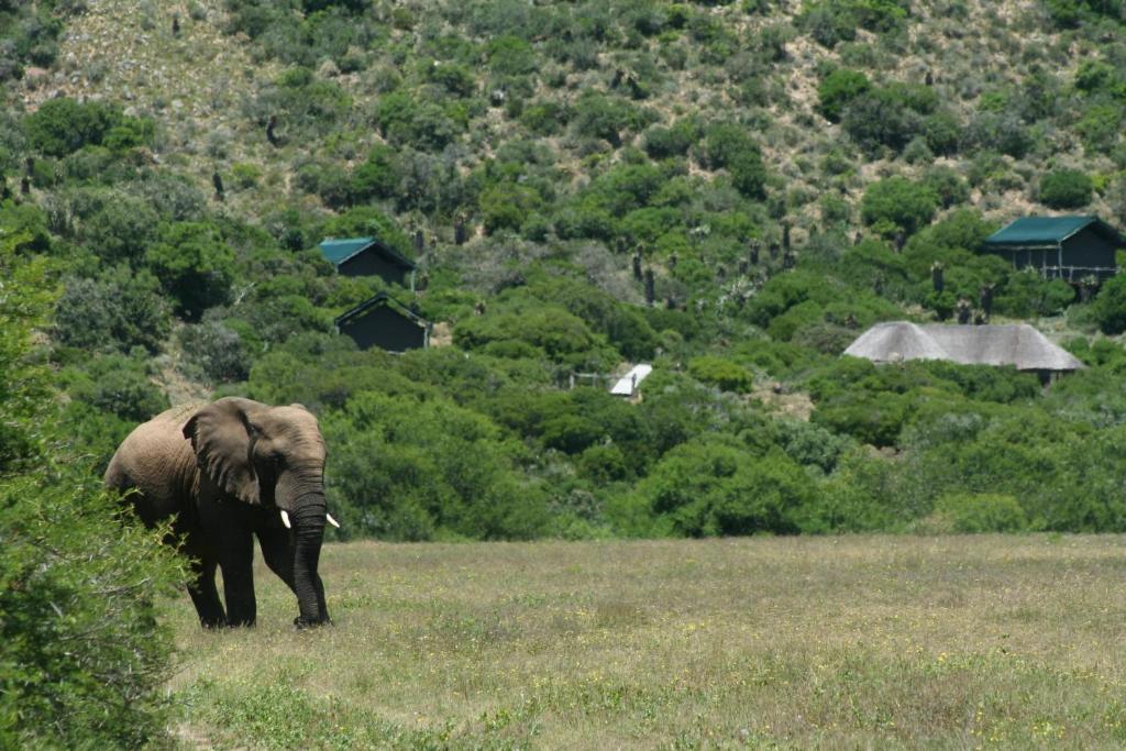 Hillsnek Safari Camp - Амакала-Ґейм-Резерв Екстер'єр фото