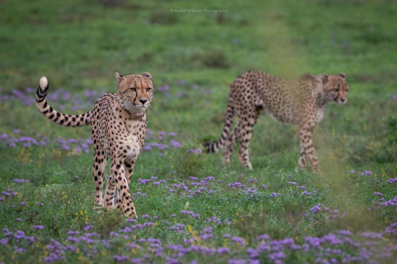 Hillsnek Safari Camp - Амакала-Ґейм-Резерв Екстер'єр фото