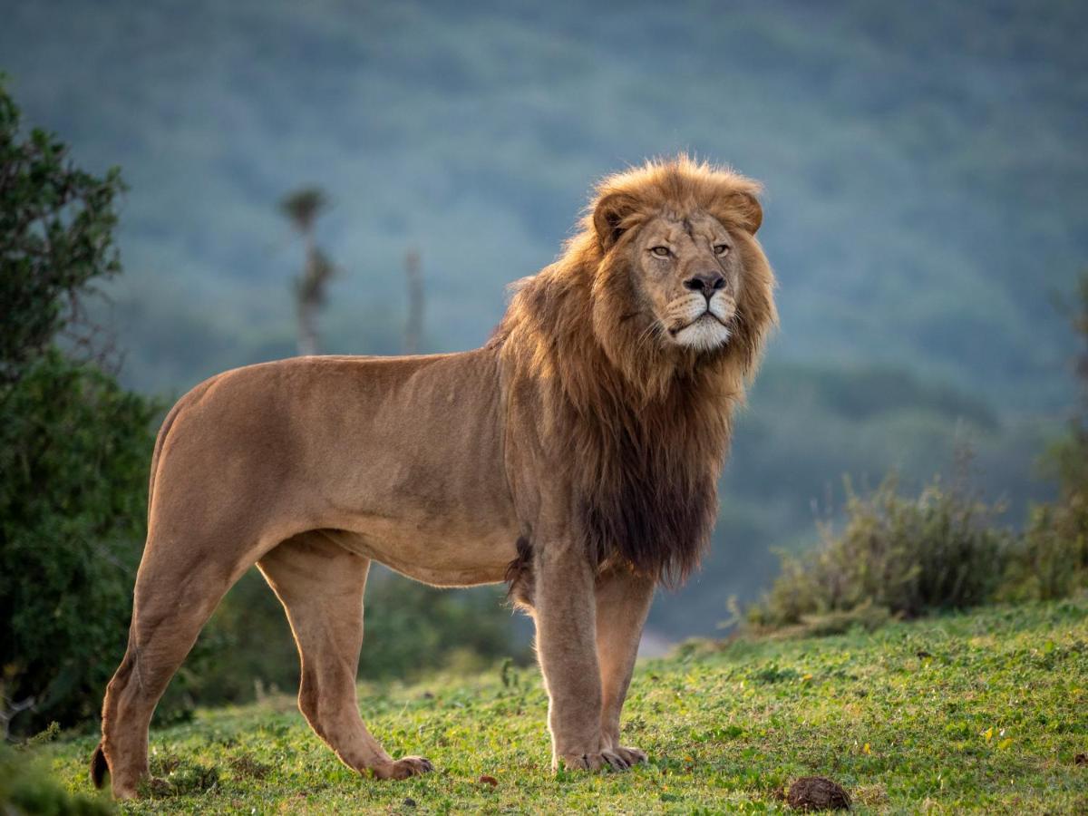 Hillsnek Safari Camp - Амакала-Ґейм-Резерв Екстер'єр фото